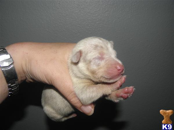 Puppies in Conroe
