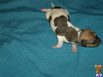 Puppies in Conroe