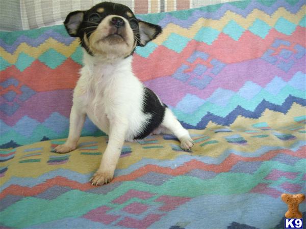 Puppies in Conroe