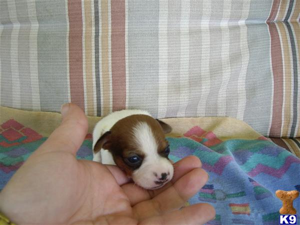 Puppies in Conroe