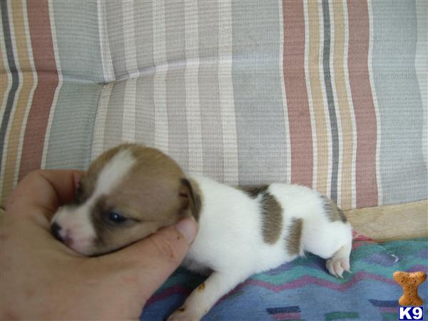 Puppies in Conroe