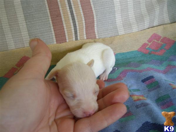 Puppies in Conroe