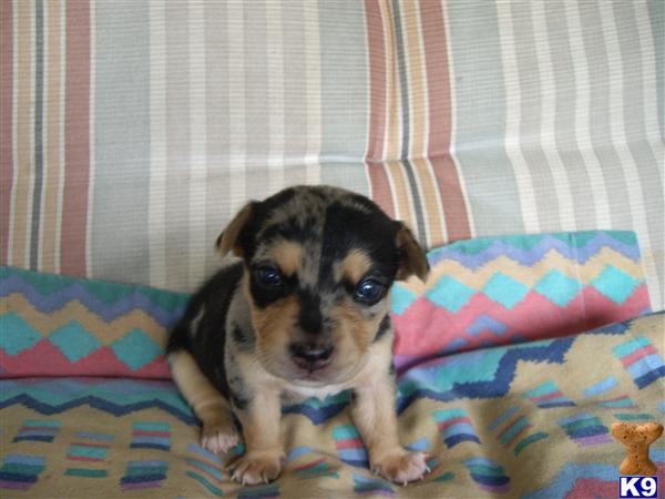 Puppies in Conroe