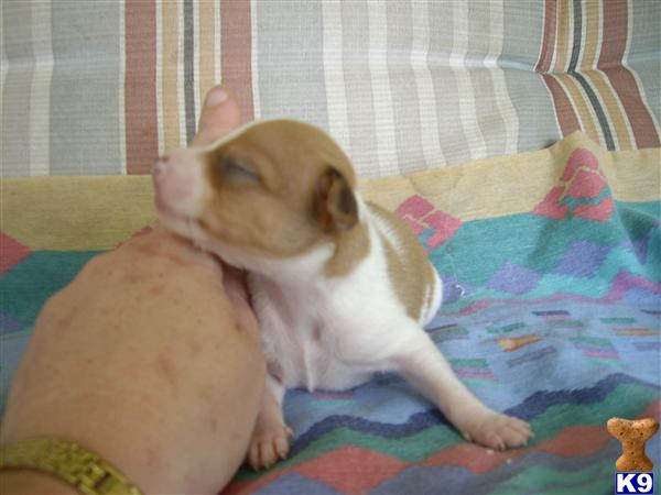 Puppies in Conroe