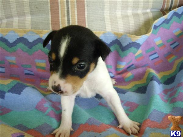 Puppies in Conroe