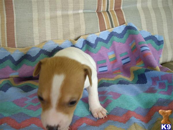 Puppies in Conroe