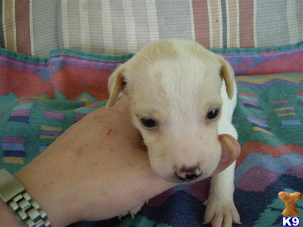 Puppies in Conroe