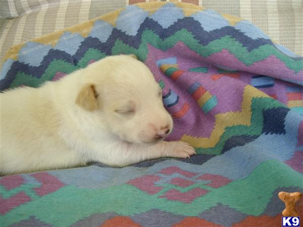 Puppies in Conroe