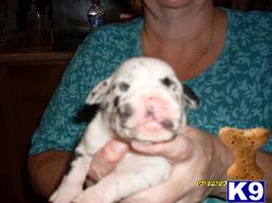 Great Dane Puppies for Sale