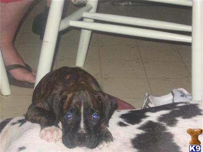 Puppies for Sale