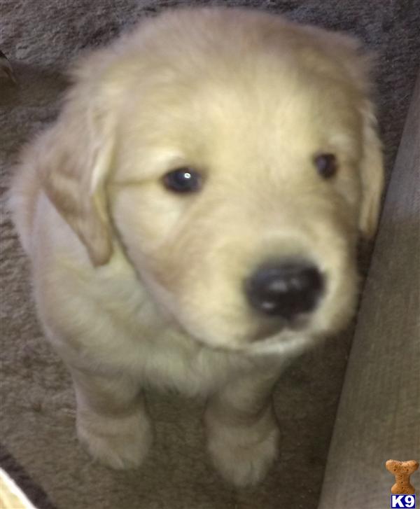 golden retriever puppy michigan document moved golden retriever puppy michigan document moved