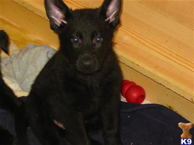 Puppies in IN