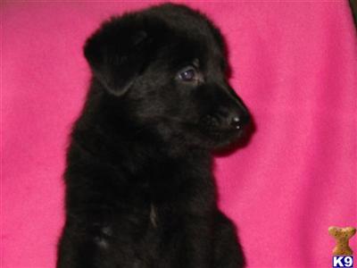 Puppies in IN