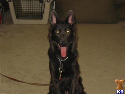 Dogs for Sale in IN