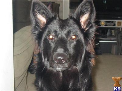 Dogs for Sale in IN