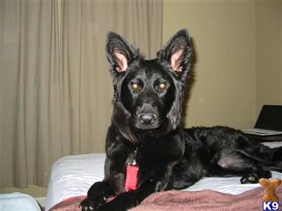 Dogs for Sale in IN