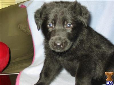 Puppies in IN