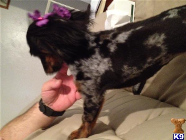 Female Dogs