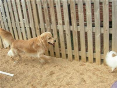 Stud Dogs in MD
