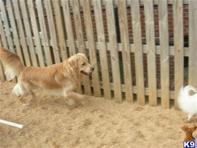 Stud Dogs - Golden Retriever