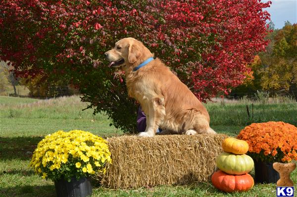 Stud Dogs in TN