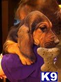 Bloodhound Puppies