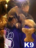 Bloodhound Puppies