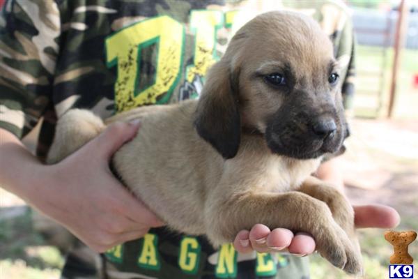 Bloodhound Puppies
