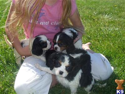 Puppies in Millersburg