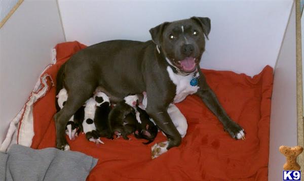 Puppies in Cincinnati