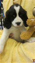 English Springer Spaniel