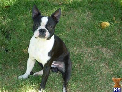 Stud Dogs - Boston Terrier