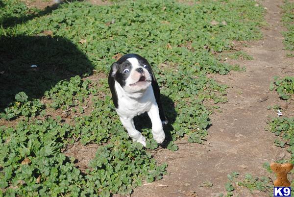 Boston Terrier Puppies