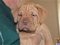 Dogue De Bordeaux