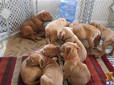 Dogue De Bordeaux Puppies for Sale
