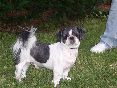 Stud Dogs - Shih Tzu