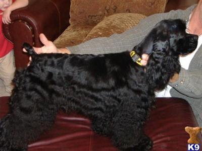 Stud Dogs - American Cocker Spaniel