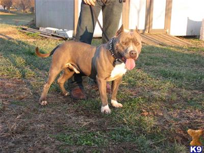 Dogs - American Pit Bull