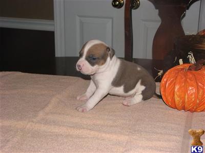 Puppies in TN