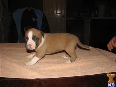 Puppies in TN