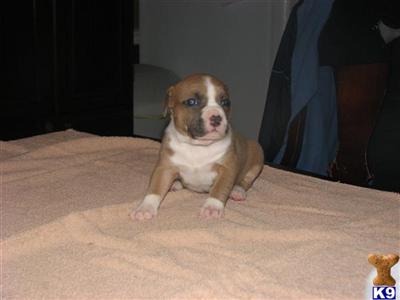 Puppies in TN