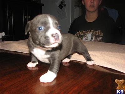 Puppies in TN