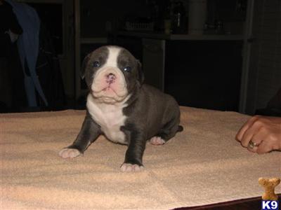 Puppies in TN