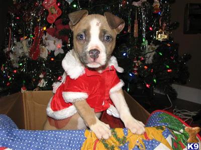 Puppies in TN
