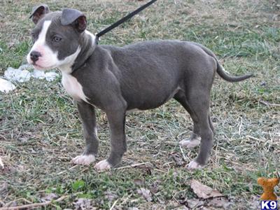 Puppies in TN