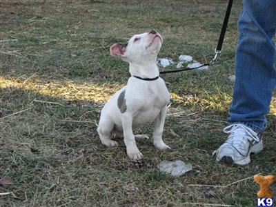 Puppies in TN