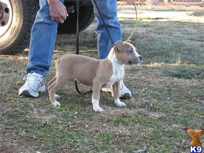Puppies in TN