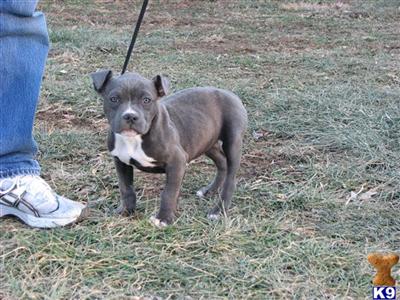 Puppies in TN