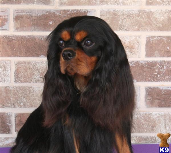 Stud Dogs - Cavalier King Charles Spaniel