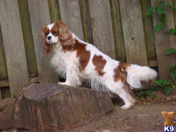 Female Dogs